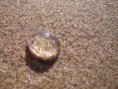 /album/fauna-flora/a11-jelly-jpg/